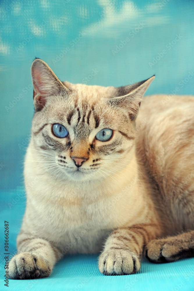 Obraz premium Beatiful cat with blue eyes