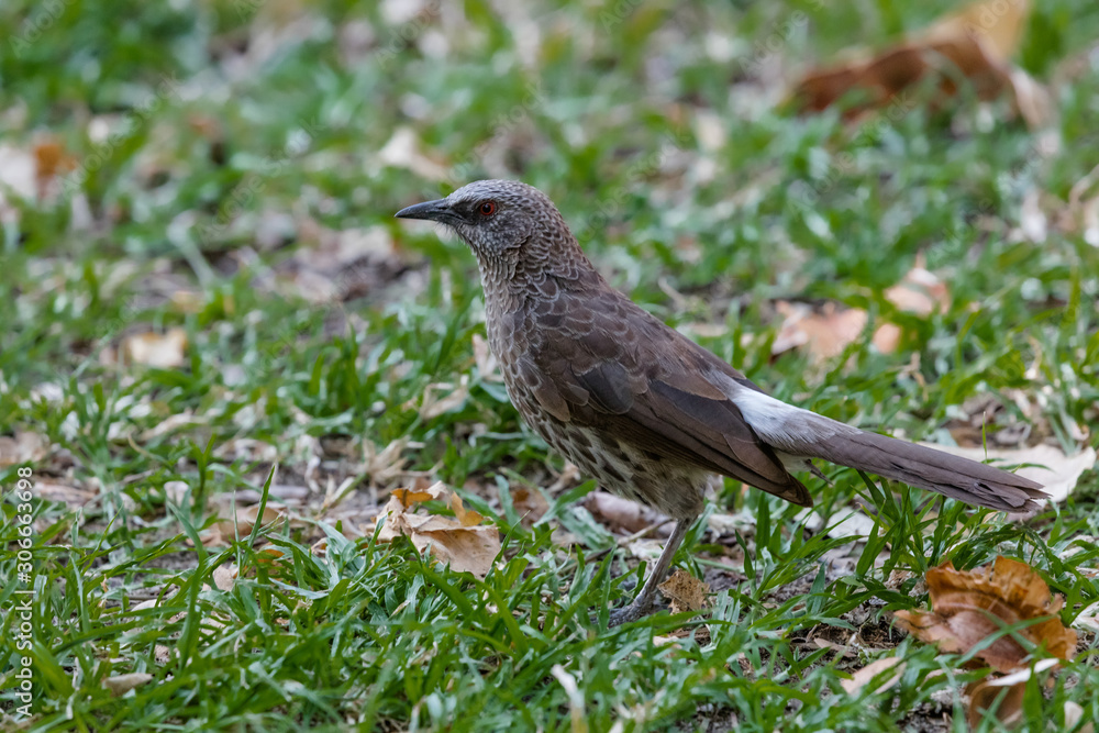 A Hartlaub's Babbler in the Kavango Region of Namibia A Hartlaub's Babbler in the Kavango Region of Namibia