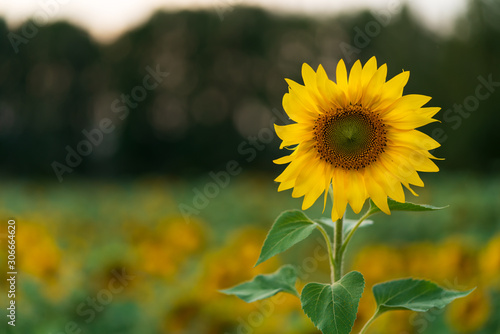 Sunflower flower on a blurry background.