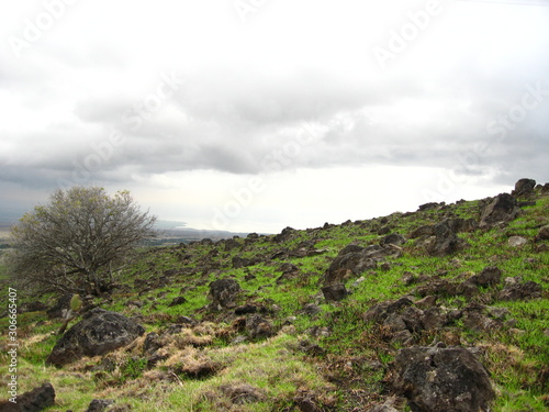 Rocky field from Kohala Mountain Road toward Kawaihae