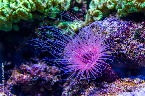 Fotografia flower tube sea anemone in closeup, purple and pink neon colors, Tropical animal