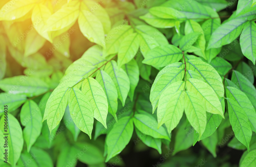 Fresh green tree leaves on nature background in the morning sunlight. Natural background. Fresh green tree leaves on nature background in the morning sunlight. Natural background.