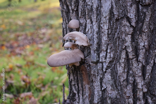 Mushrooms on a tree trunk bark