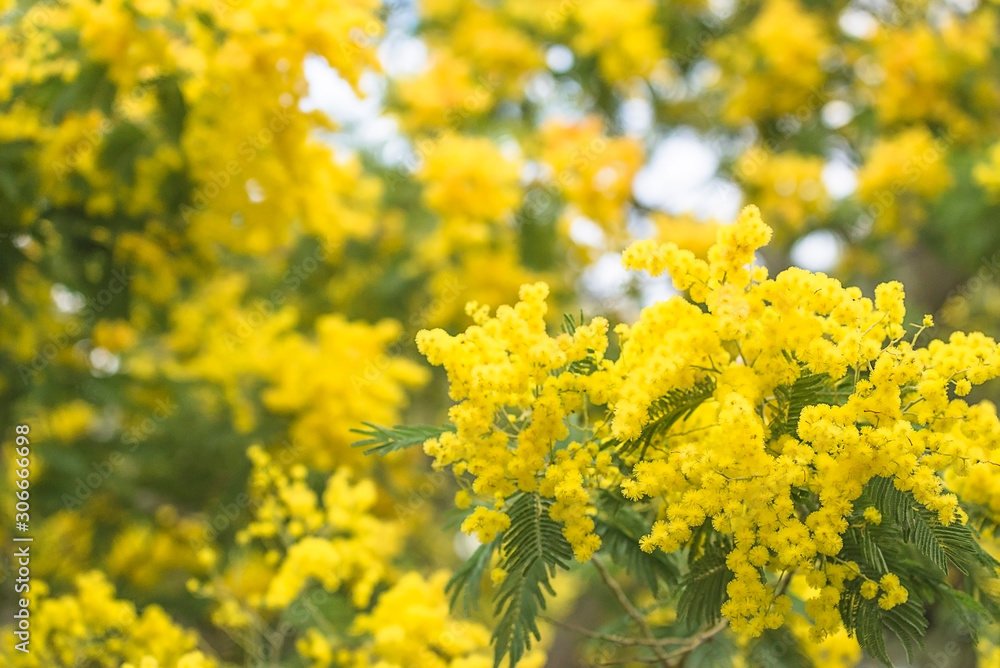 Beautiful blooming mimosa or acacia dealbata. Close up, selective focus Beautiful blooming mimosa or acacia dealbata. Close up, selective focus