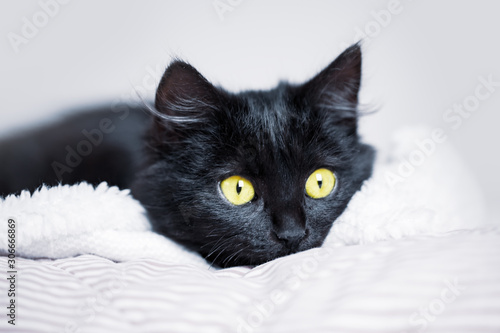 A black kitten lies on the couch. Selective focus. Horizontal.