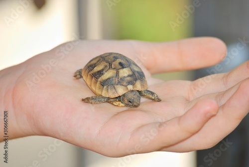 Close up of little turtle on the palm of girl