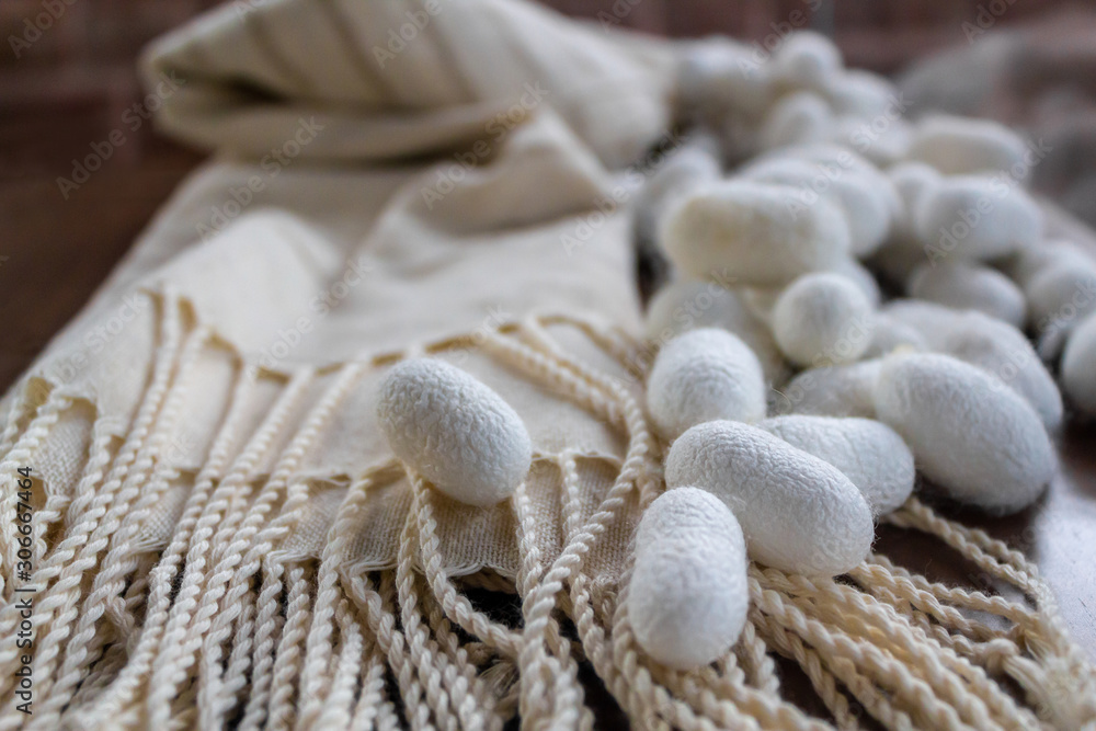 Silk fabric pongee white shawl and silk cocoons Silk fabric pongee white shawl and silk cocoons