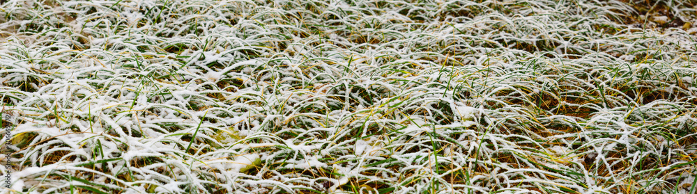 panoramic view of grass covered by snow panoramic view of grass covered by snow