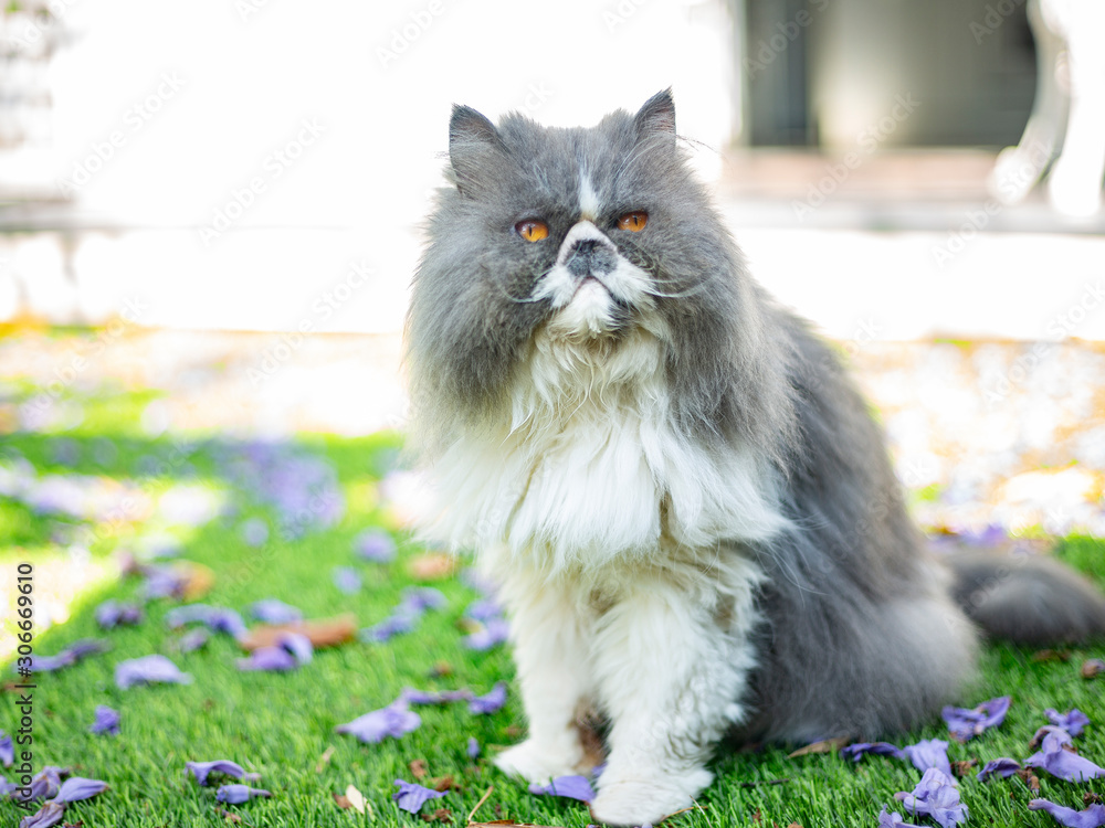 Grey and online white persian