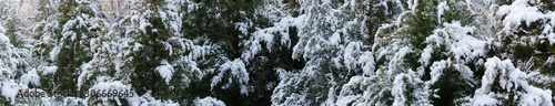 panoramic view of pine trees covered by snow