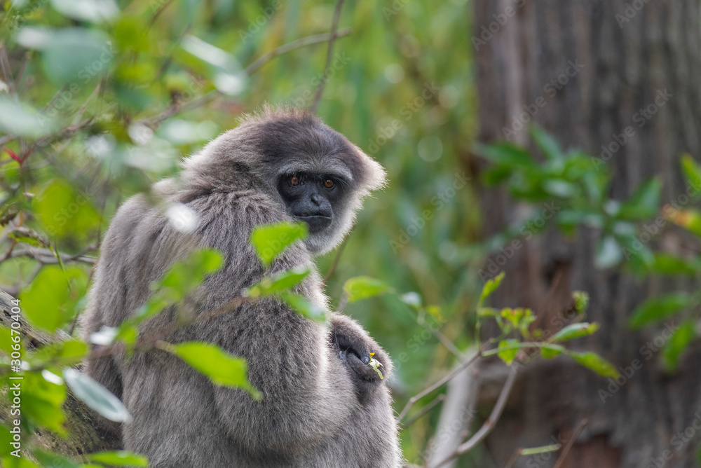 Obraz premium Silvery gibbon