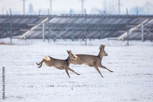 Deers running in snowy field with solar panels in background
