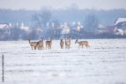 Herd of deers looking for food in snowy field