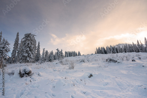 Lasowe sosny w zimie zakrywającej śniegiem w wieczór świetle słonecznym.