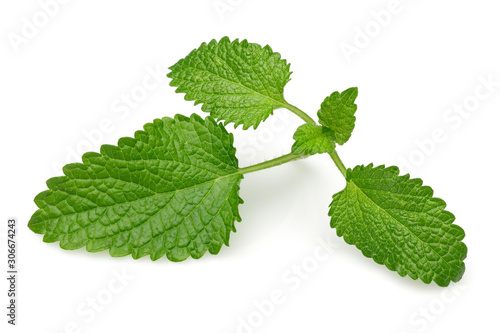 Fresh lemon balm or melissa isolated