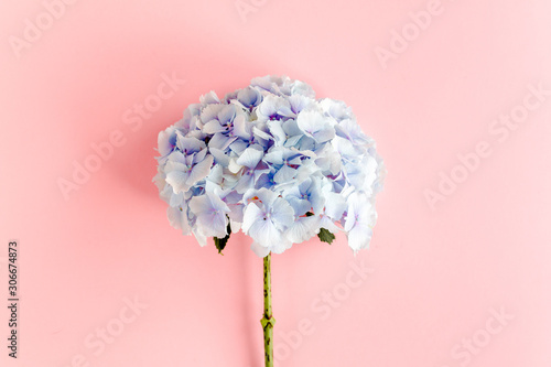 Fototapet Blue hydrangea flower on the pink background. Flat lay, top view