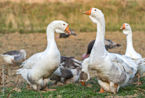 Domestic geese on a walk through the meadow. domestic geese in the pasture. domestic geese graze in the meadow