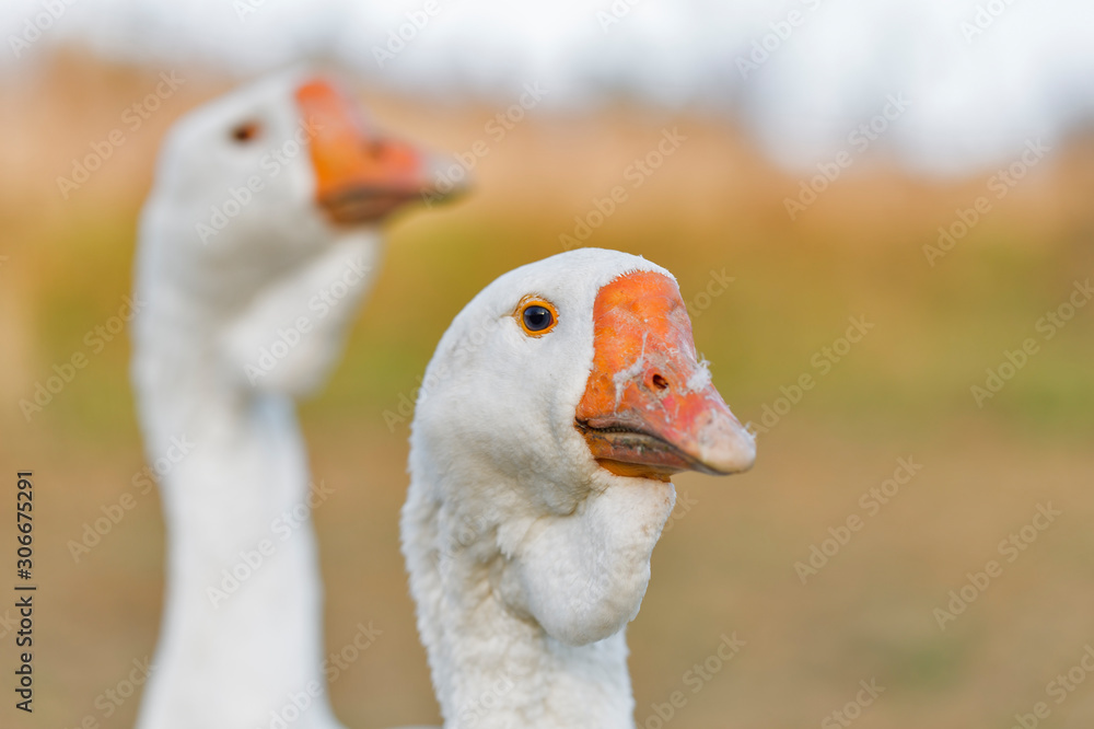 Domestic geese on a walk through the meadow. domestic geese in the pasture. domestic geese graze in the meadow Domestic geese on a walk through the meadow. domestic geese in the pasture. domestic geese graze in the meadow