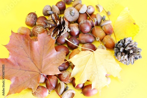 Acorns, maple leaves, cones are located on a yellow background