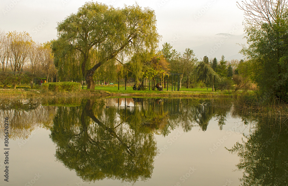 Fototapeta premium reflection of trees in lake