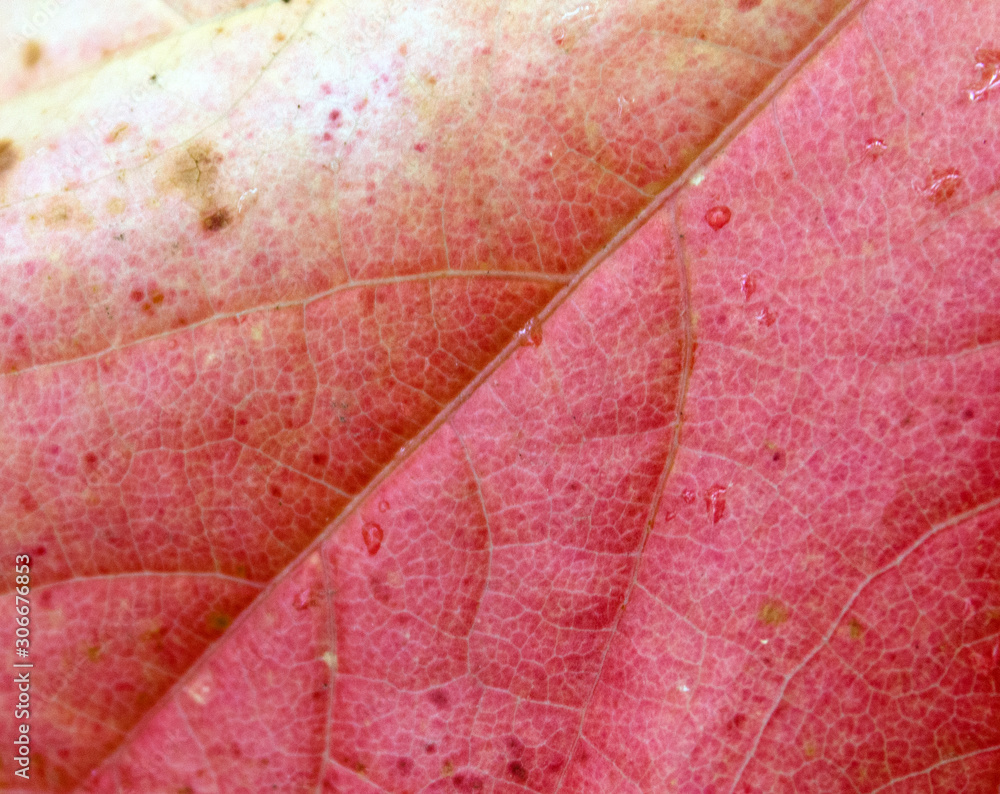 Fototapeta premium Herbstmotiv mit Wilder Weinblatt (Jungfernrebe)