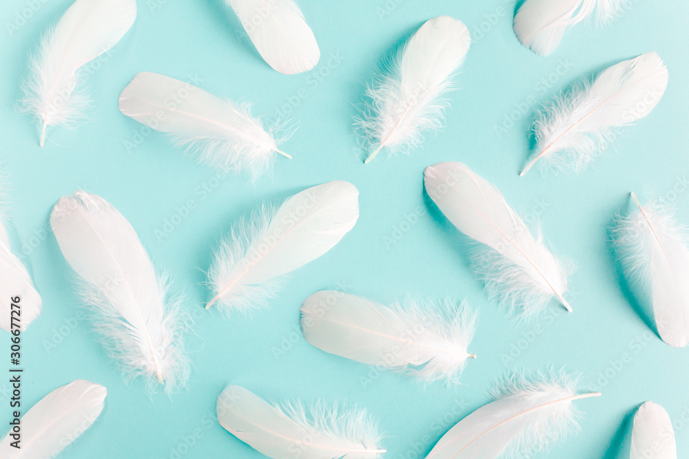 White feather texture on a blue background. Feather background. Flat lay, top view