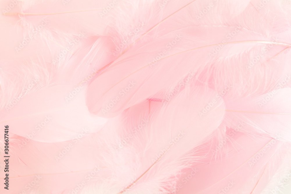 Pink feathers textured background. Feather background. Flat lay, top view