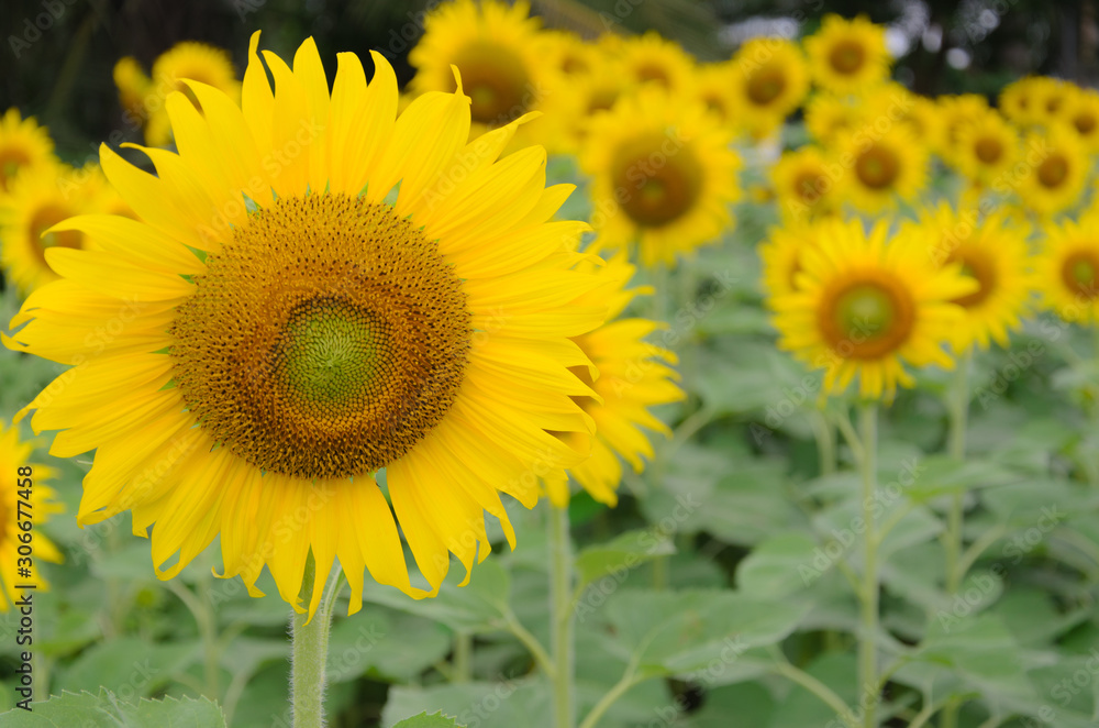 Obraz premium Sunflowers in the field of natural colors with a yellow background.