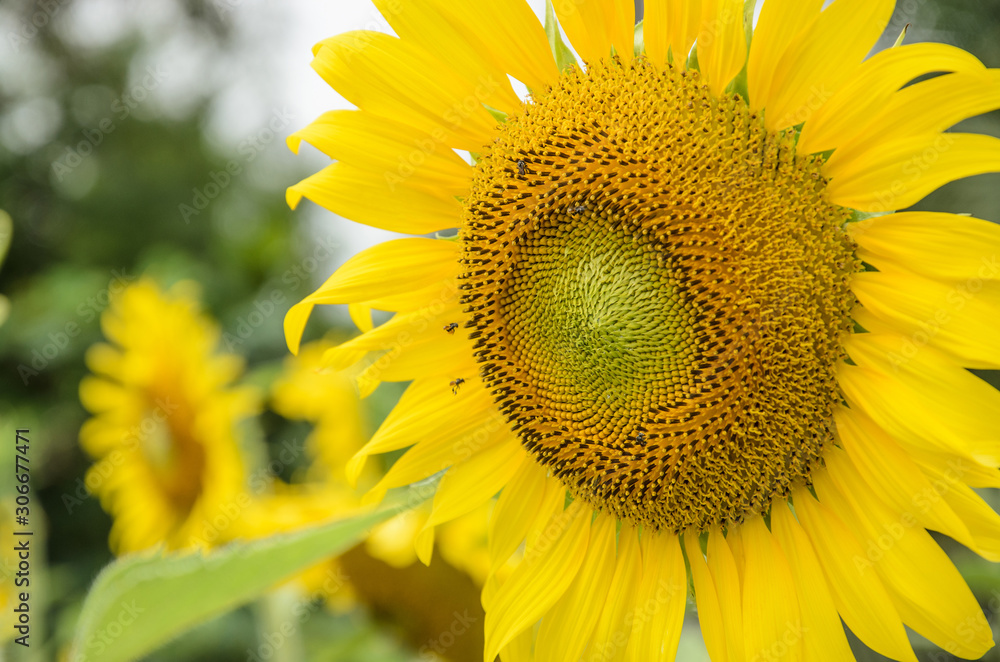 Sunflowers in the field of natural colors with a yellow background. Sunflowers in the field of natural colors with a yellow background.