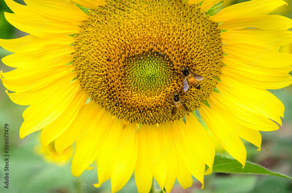 Bees keep the nectar from the sunflower Bees keep the nectar from the sunflower