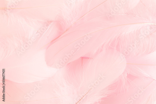 Pink feathers textured background. Feather background. Flat lay  top view