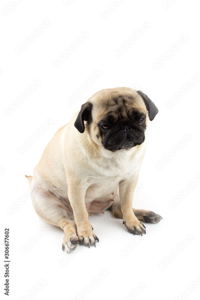 Cute pug dog looking innocent. Very sad dog isolated on white