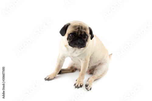 Cute pug dog looking innocent. Very sad dog isolated on white