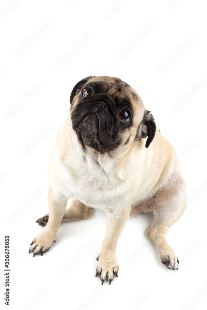 Cute pug dog looking innocent. Very sad dog looking up isolated on white