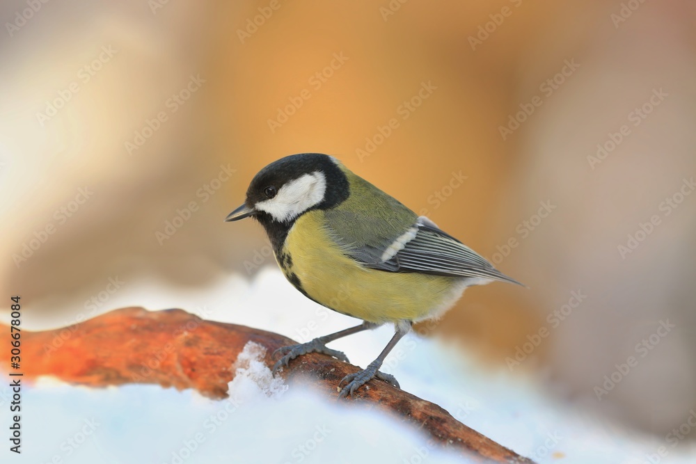Obraz premium Great tit sitting on the branch. Wildlife scene from nature. Song bird in the winter. Parus major.