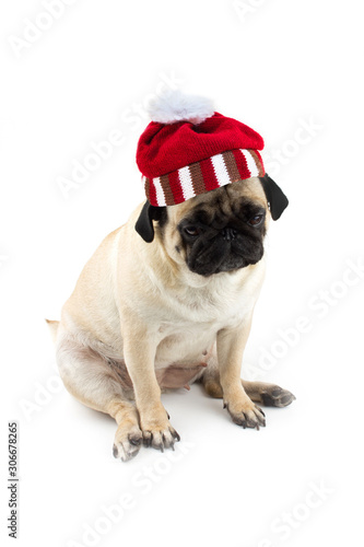 Sad innocent pug dog with red knitted christmas hat of Santa. © Anna