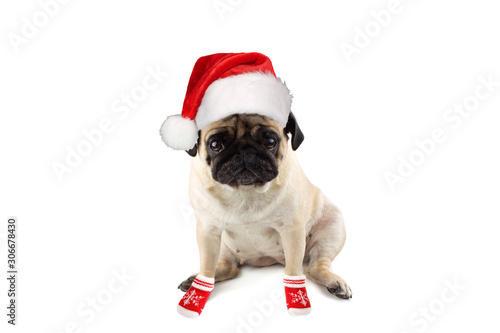Sad innocent pug dog with red knitted christmas hat of Santa and red sucks © Anna
