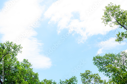 Fresh green tree with blue sky with clouds.
