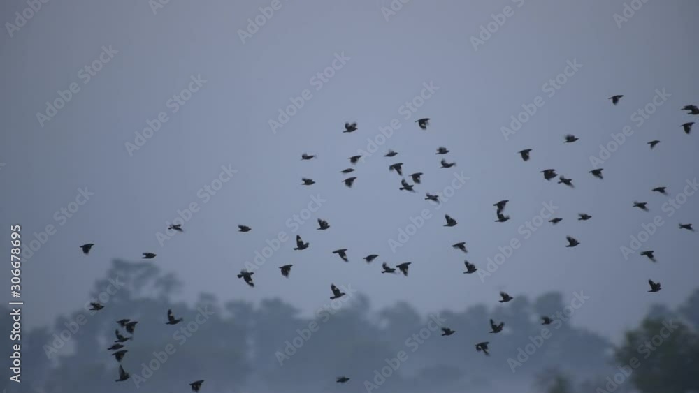 Flock of birds flying in fog Flock of birds flying in fog