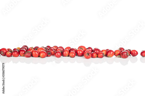 Lot of whole wild red rowanberry in row isolated on white background