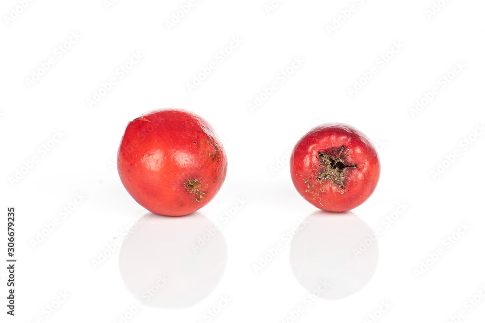 Group of two whole wild red rowanberry isolated on white background