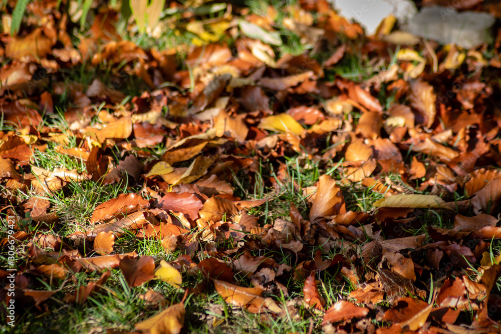 Herbstmotiv mit Herbstlaub auf dem Rasen