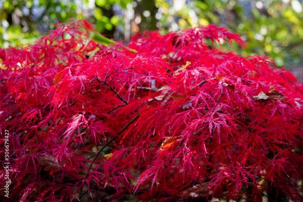 Fächerahorn als Herbstmotiv