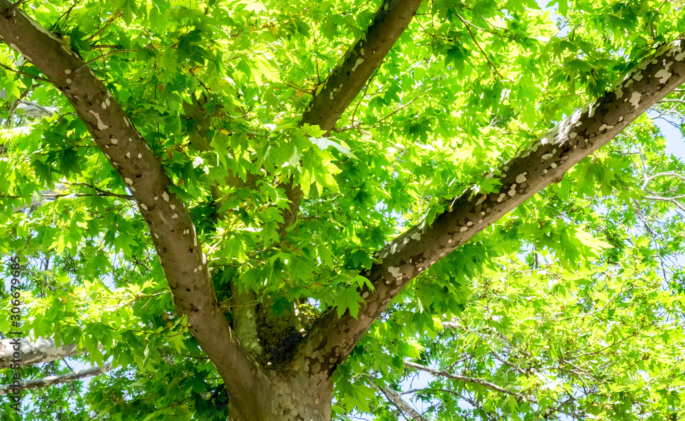 Fototapeta premium Leaves and branches
