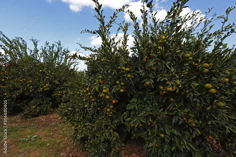 tangerine garden