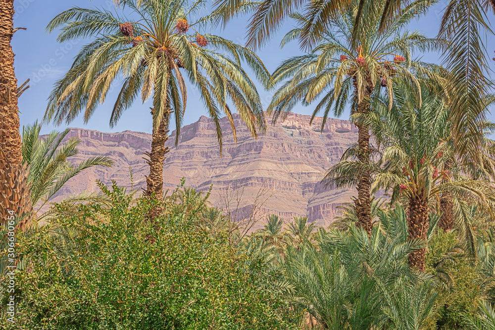 Anti-Atlas mountain emerging from behind the palm trees of the Oulad Othmane oasis on road 9 between Agdz and Zagora
