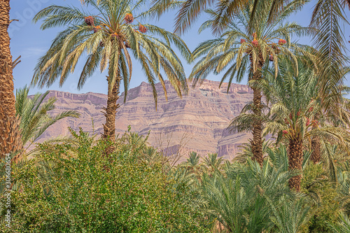 Anti-Atlas mountain emerging from behind the palm trees of the Oulad Othmane oasis on road 9 between Agdz and Zagora © Vermeulen-Perdaen