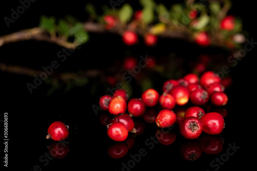 Lot of whole wild red rowanberry front focus isolated on black glass