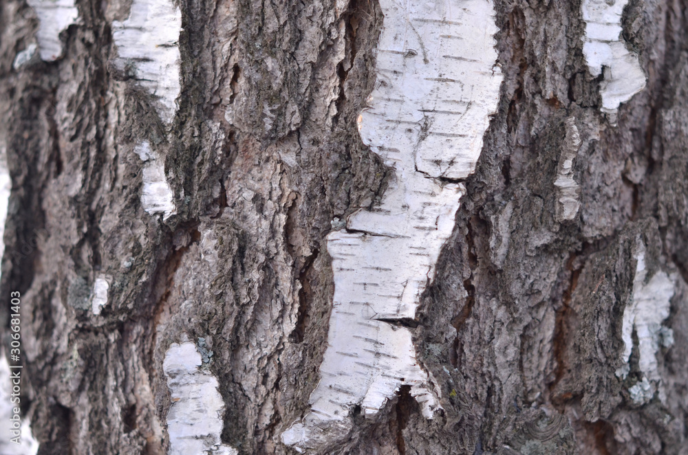 bark of a tree bark of a tree
