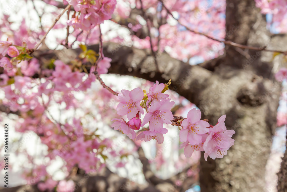 Beautiful pink Sakura, Cherry Blossom, along Kawazu River, Izu, Japan